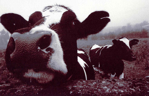 Cows are for branding, Brands are for people