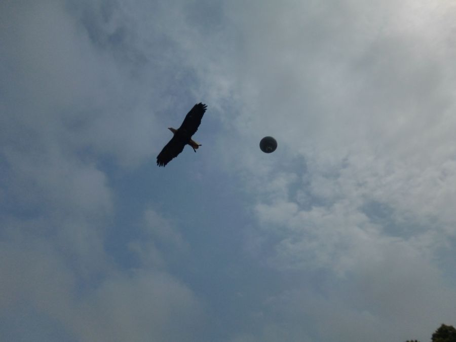 A gigantic eagle flies overhead with the baloon even higher that it as released from