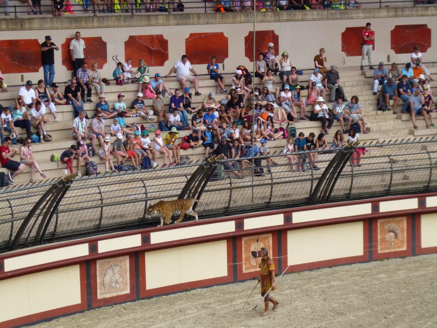 A leopard wanders in around the edge of the amphitheatre at Puy du Fou