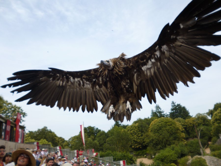 A rather large vulture comes way too close to me at Puy du Fou and pooped down my back
