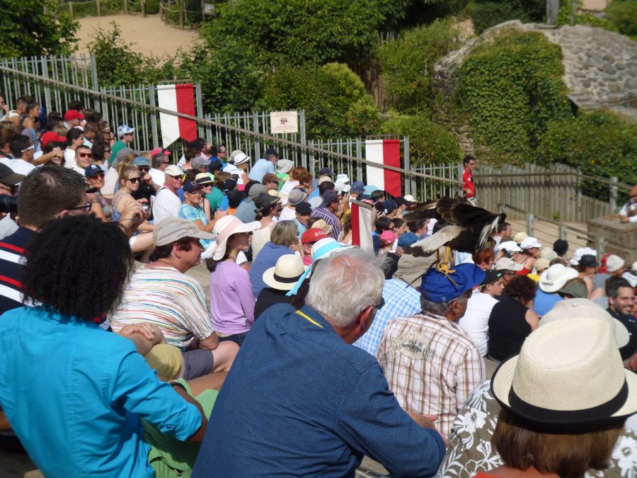 An eagle on the head is everyday at Puy du Fou