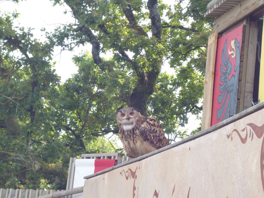 And owls staring you out as part of the bird show at Puy du Fou