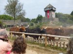 Cattle and vikings everywhere at Puy du Fou