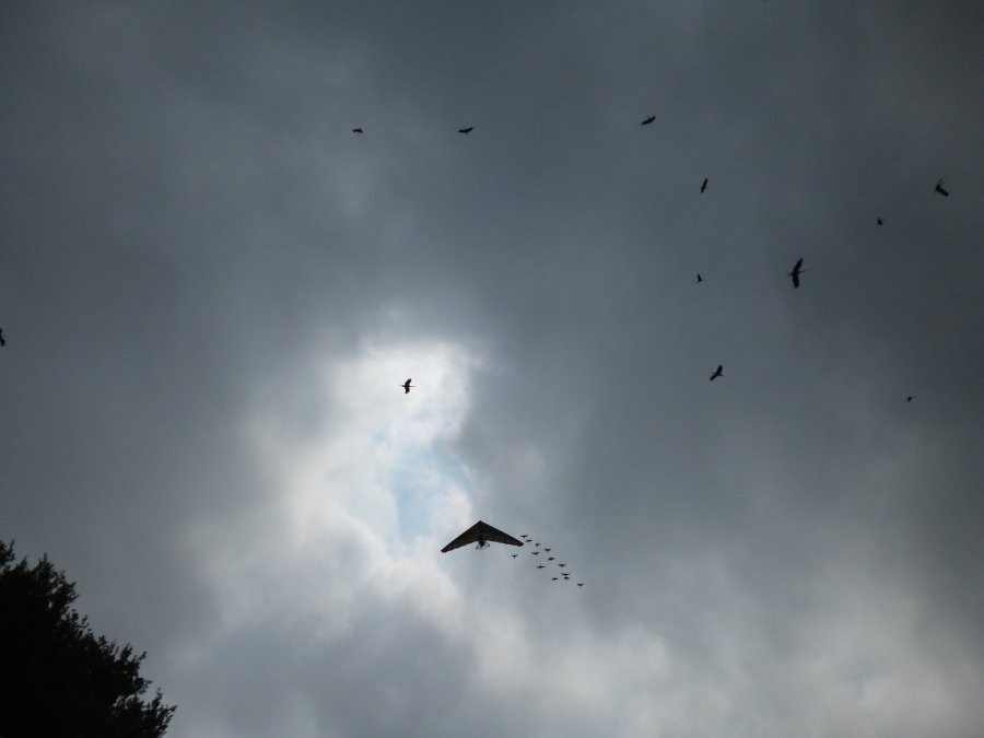 It's not everyday you see a microlight with trained geese following, but you do at Puy du Fou