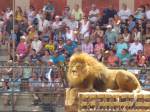 Whilst this giant lion looks on from the top of the cage at Puy du Fou
